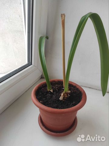 Гиппеаструм красный