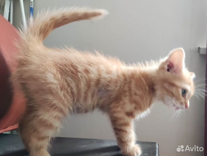 Котёнок мальчик