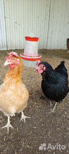 Куры доминант