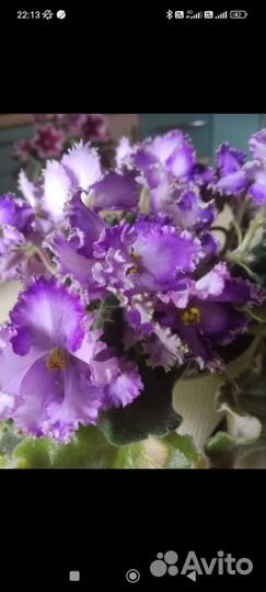 Детки сортовых фиалок