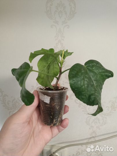 Гибискус флоридский