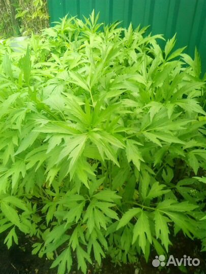 Рудбекия многолетняя