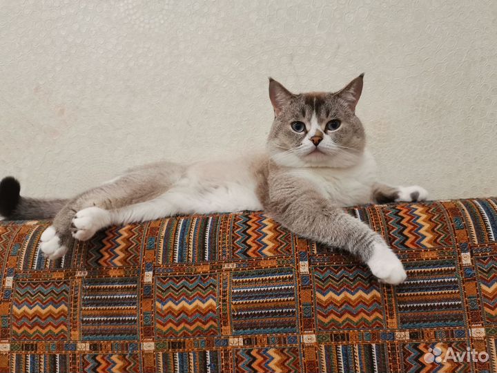 Кот на вязку
