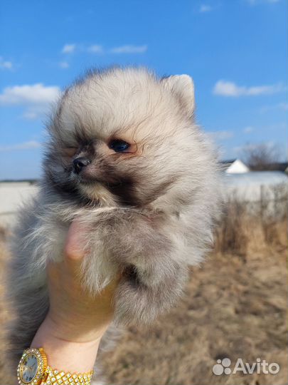 Померанские шпицы