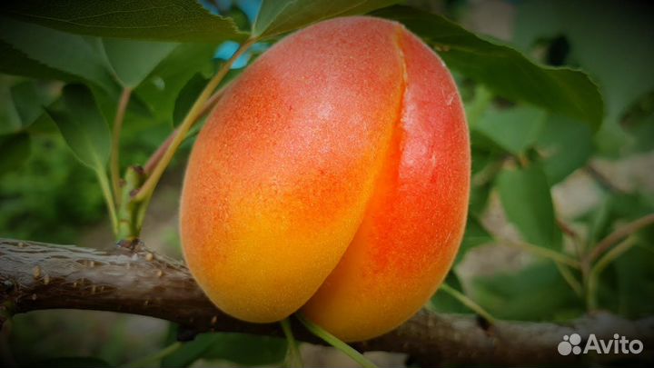 Абрикос Цунами /Tsunami/ Двухлетние саженцы