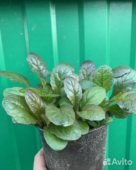 Живучка ползучая