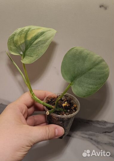 Сциндапсус Сильвер Хироу