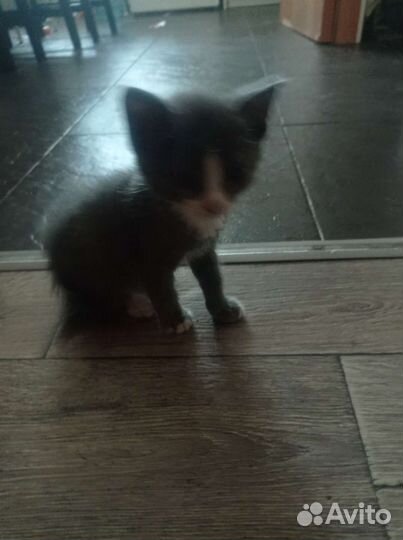 Котята в добрые руки бесплатно