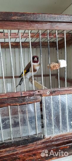 Птица щегол