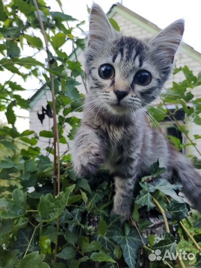 Отдам в добрые руки