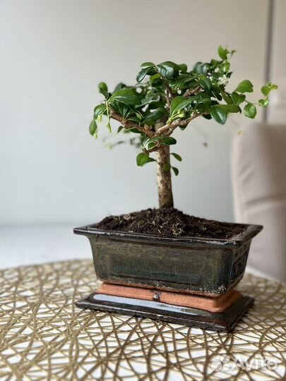 Бонсай кармона