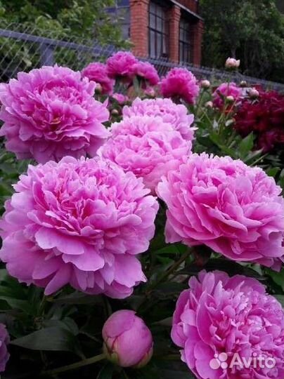 Флоксы. Пионы. Ясколка. Многолетники. Каменоломка