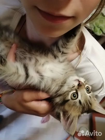 Котята шотландской вислоухой