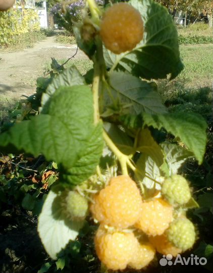 Саженцы малины и ежемалина