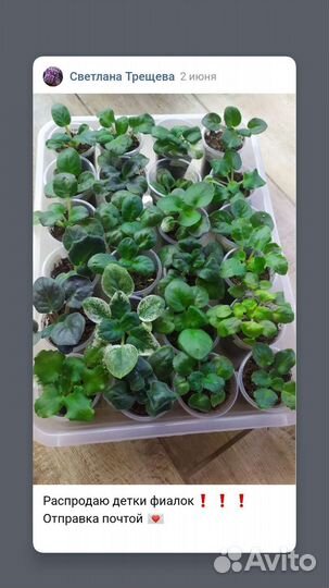 Излишки фиалок