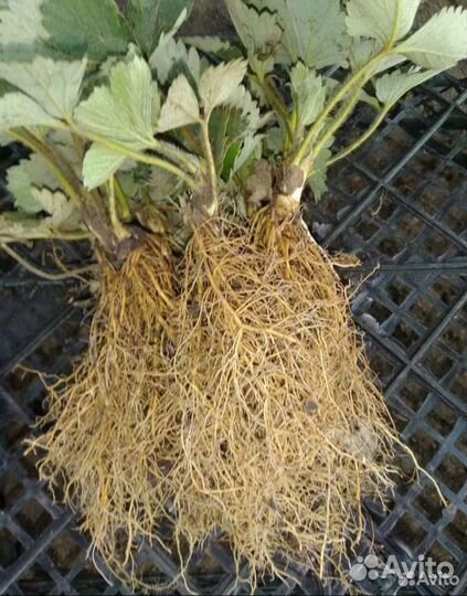 Клубника альба