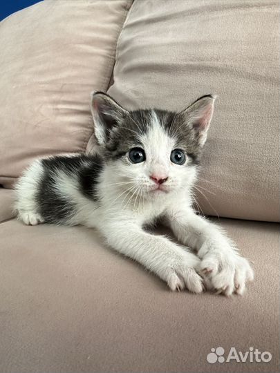 Кот в добрые руки