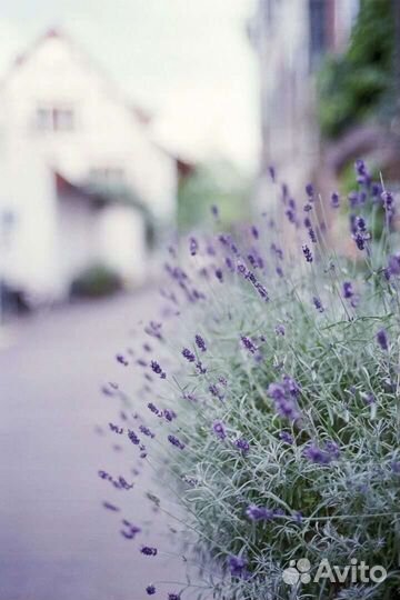 Саженцы Лаванды /чабрец/ розмарин