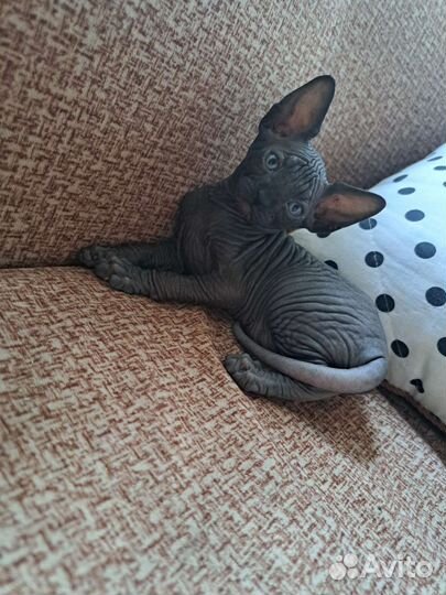 Канадский сфинкс