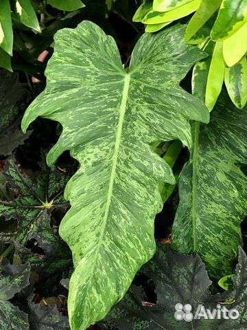 Ароидные. Филодендроны