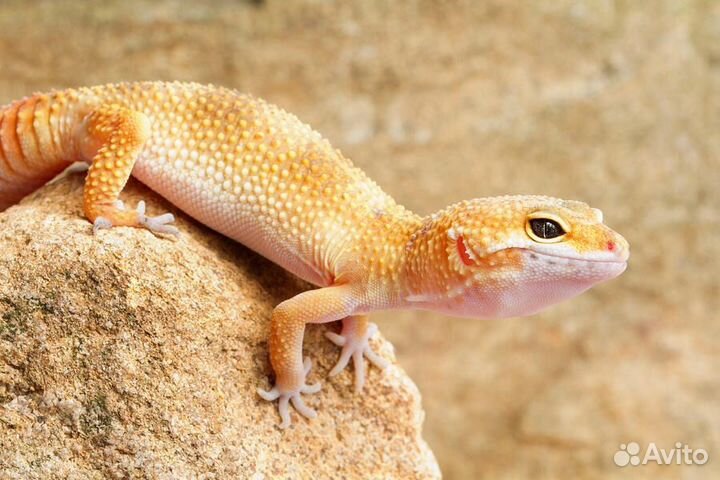 Полозы, ящерицы, пауки, скорпионы