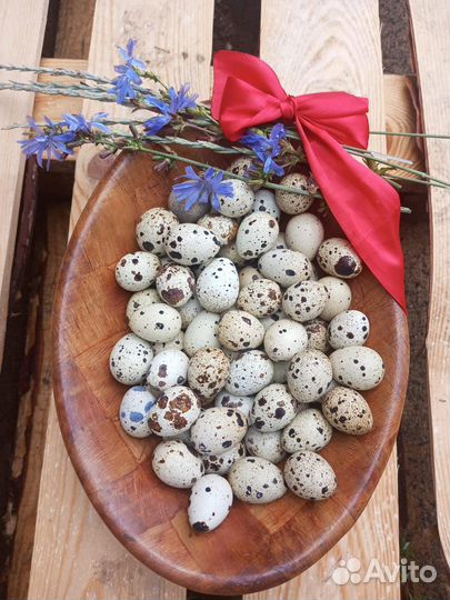 Яйца перепелиные домашние