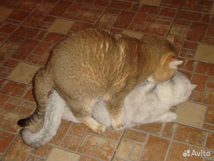 Золотой красавчик Тайсон.Вязка