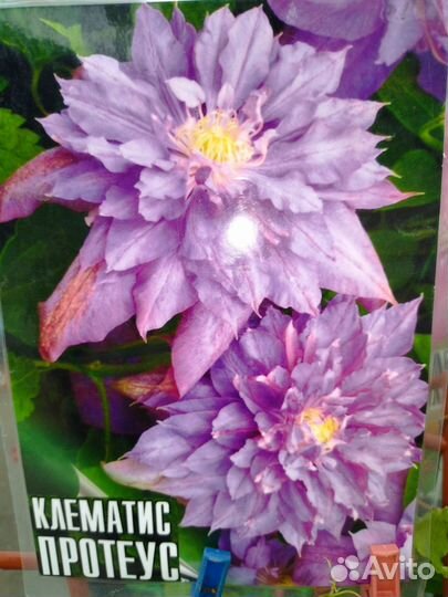 Саженцы роз, винограда,гибискуса, глицинии