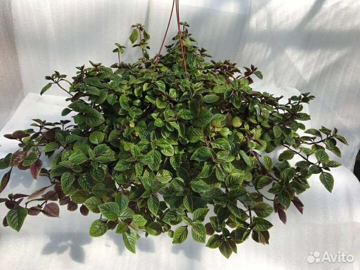 Плектрантус