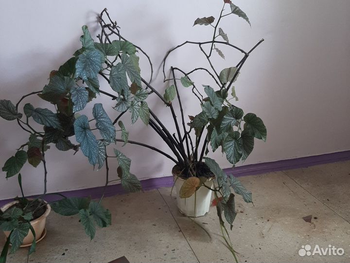 Комнатные растения цветы