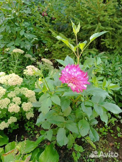 Георгины клубни