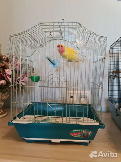 Попугай с клеткой