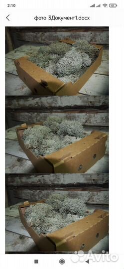 Мох ягель живой