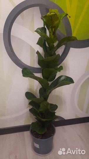 Фикус лирата бамбино 95см