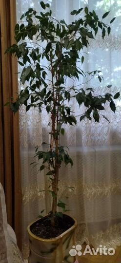 Фикус бенджамина