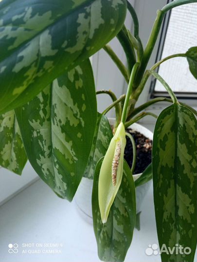 Комнатные цветы. Монстера, маранта и др