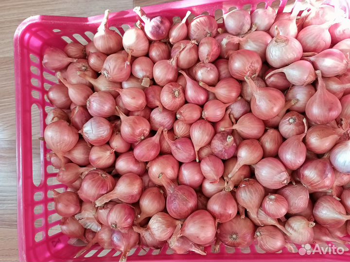 Лук семейный