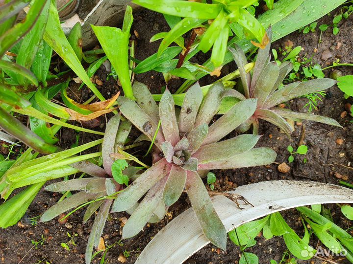 Молодило или каменная роза