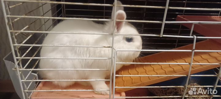 Декоративные кролики