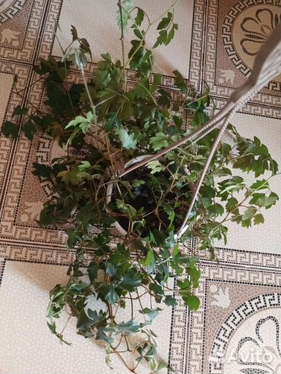 Сциндапсус