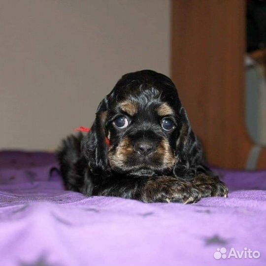 Американский кокер