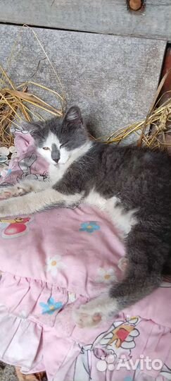 Котик бесплатно