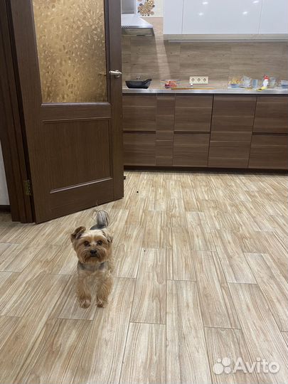 Йоркширский терьер мальчик вязка