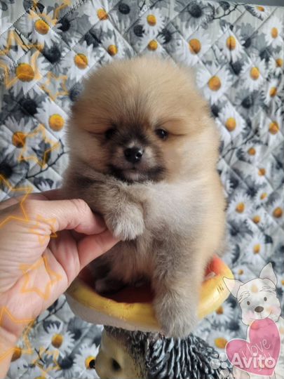 Померанский шпиц мини мальчик