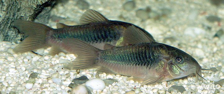 Рыбки + Корм для рыбок