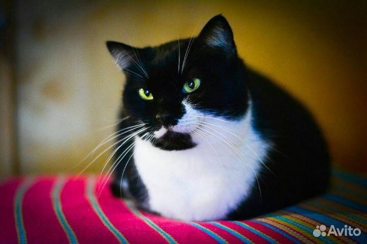 Кошка в добрые руки