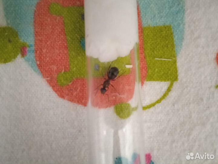 Муравьи-camponotus ethiopsis,и другие