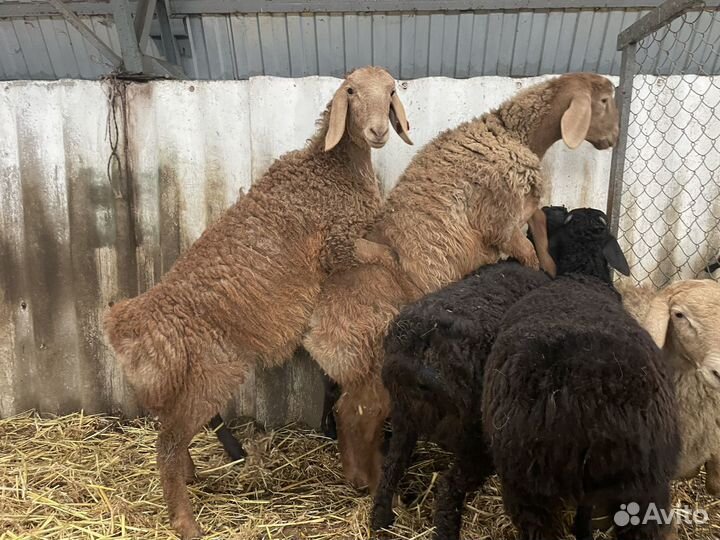 Овцы бараны