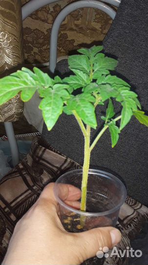 Рассада балконных томатов