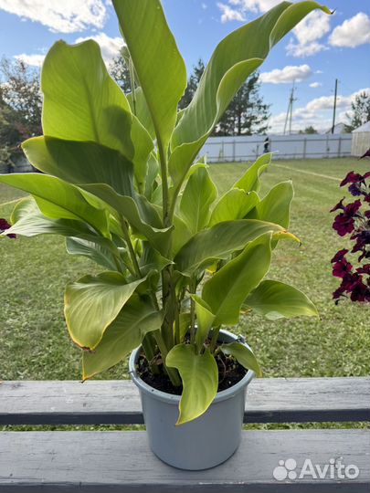 Цветы канны